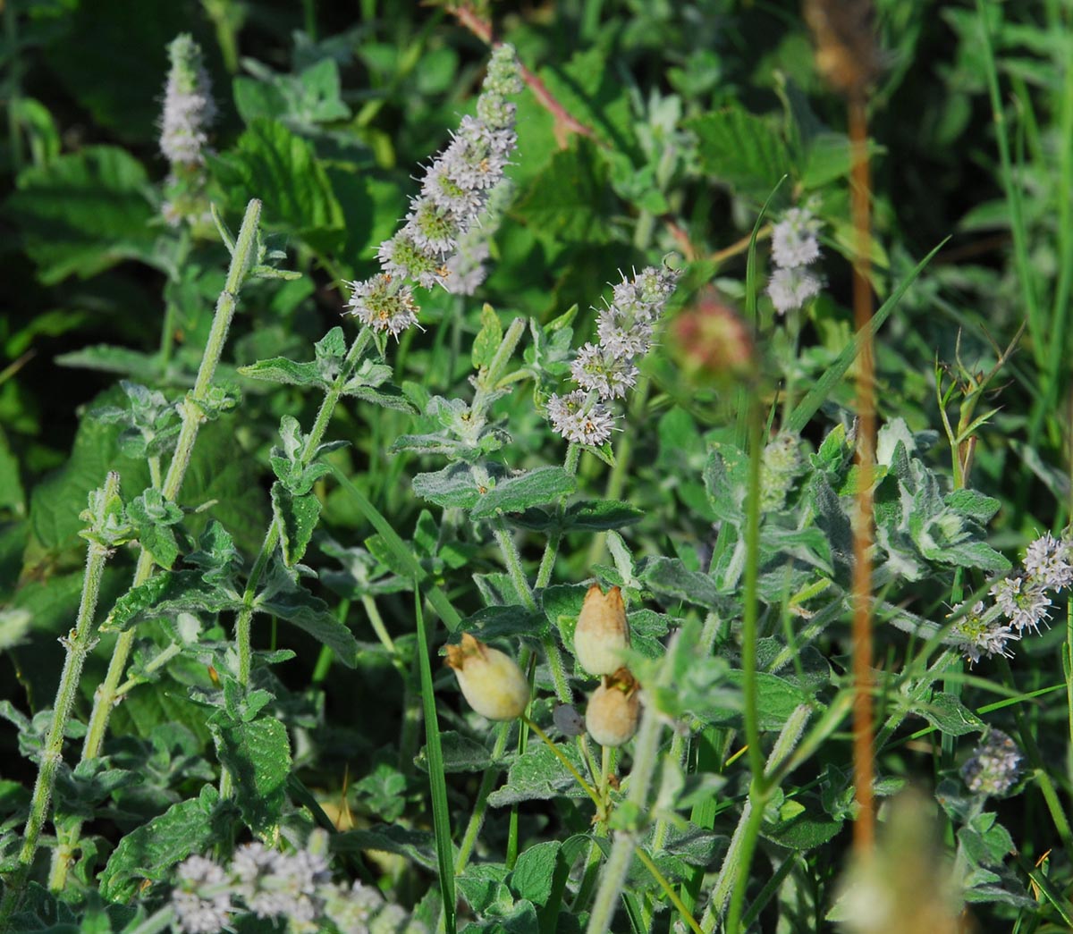 Habitus